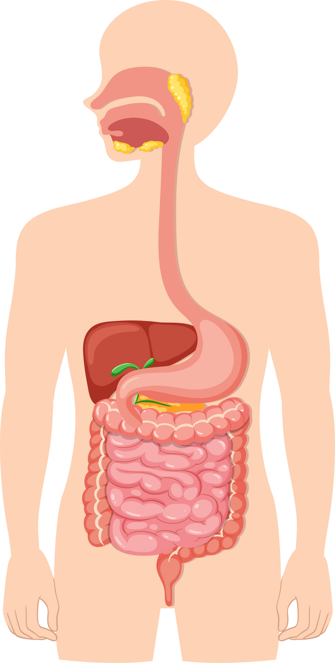 Human Medical Digestive System