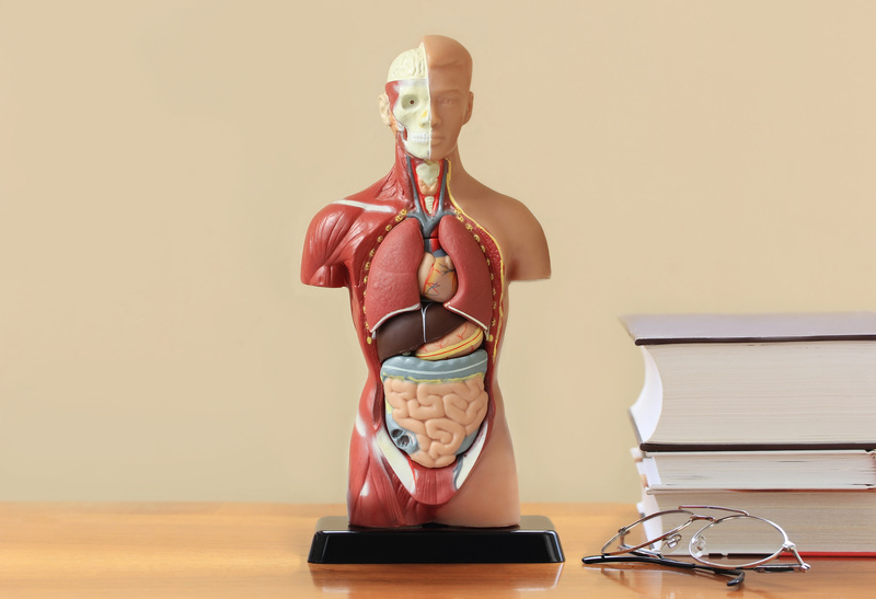 Human anatomy model  ,books and glasses on the table